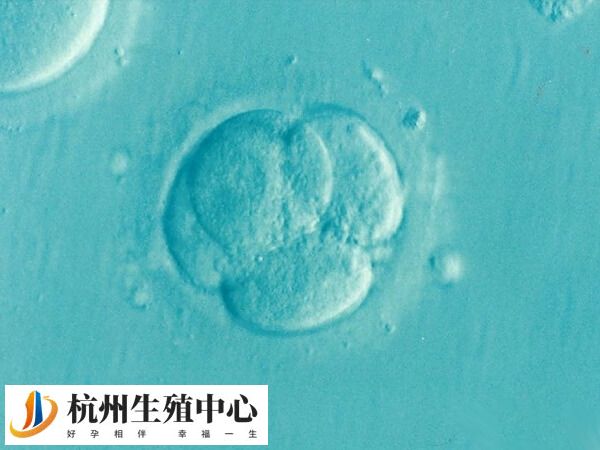 优质囊胚移植成功率高