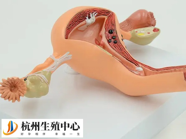 内膜情况影响胚胎移植成功率