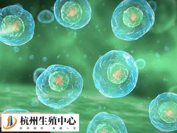 穿刺取卵主要采用经阴道穿刺取卵术