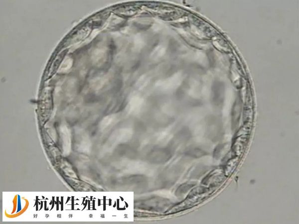 胚胎是否着床与其质量有关