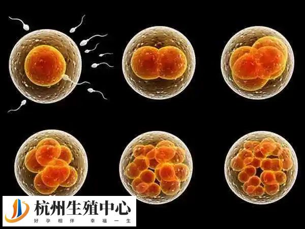 什么胚胎适合拿去养囊